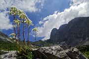 Al Rifugio Albani a scavalco della Valle Azzurra, salita in tutta la sua estensione il 23 giugno 2015 - FOTOGALLERY